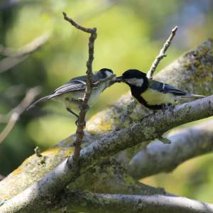 Koolmees winnaar in Delftse vogeltelling