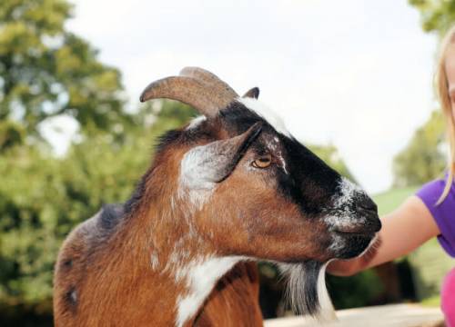 Kinderboerderij Tanthof krijgt speelgoedbank
