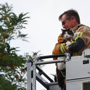 Brandweer bevrijdt kat na nacht in boom in Verzetstrijdersbuurt