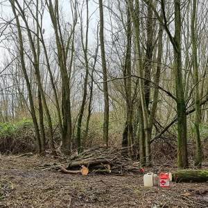 Illegale houtkap in Delft stilgelegd vanwege ingrijpen Natuurlijk Delfland