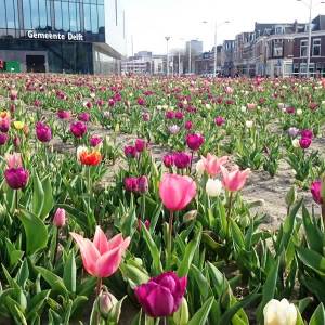 In 2022 komen de tulpenvelden van DelftBloeit op de Phoenixstraat