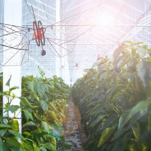 Piepkleine drones om gewassen te beschermen komen uit Delft