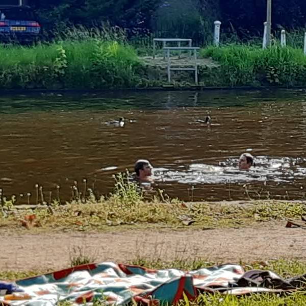 Blauwalg in Delftse Hout, mensen nemen risico en springen in de Schie