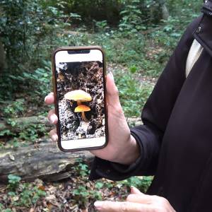 IVN waarschuwt voor paddenstoelen plukken: ‘Giftige soms lastig te onderscheiden’