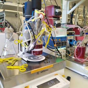 TU-onderzoeker kweekt liters donorbloed in lab: ‘nooit gedacht dat dit mogelijk zou zijn'