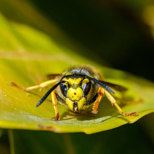 In het ‘jaar van de wesp’ zoeken naar limonadewespen: ‘Door tellen inzicht krijgen’