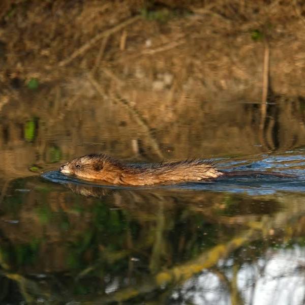 Recordaantal muskusratten gevangen, maar het is nog niet genoeg