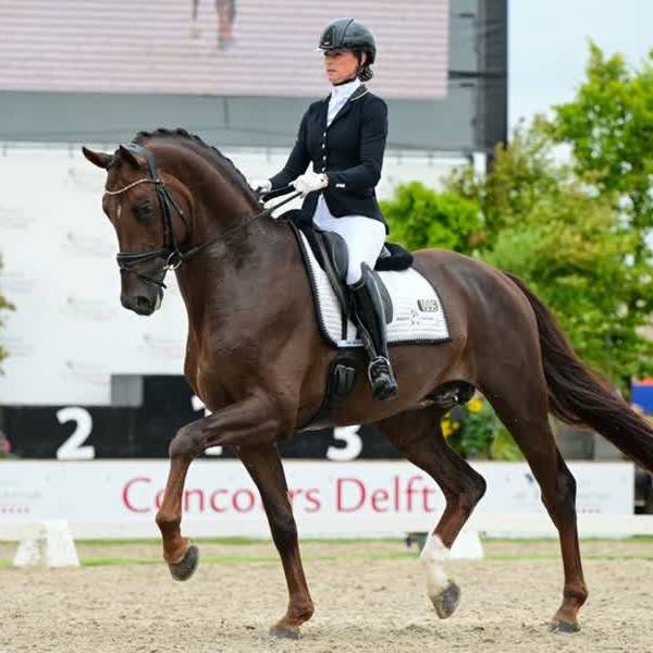 'Abnormaal veel kwaliteit', allerbeste jonge dressuurpaarden naar Delft voor WK-selectie