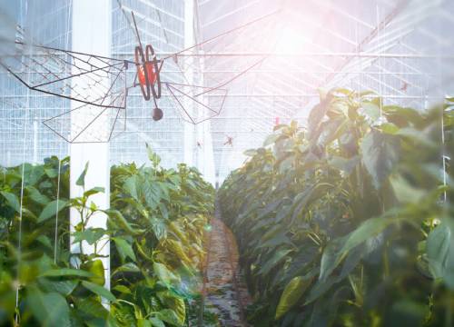 Piepkleine drones om gewassen te beschermen komen uit Delft