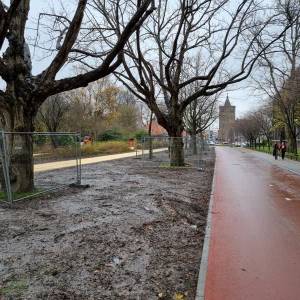 Tegenstrijdige berichten over het groen in Delft: Gaat het nu wel of niet goed met de lokale natuur?