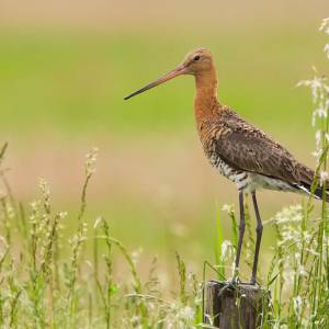 Werkzaamheden in Polder Noord-Kethel moet zorgen voor beter leefgebied boerenlandvogels