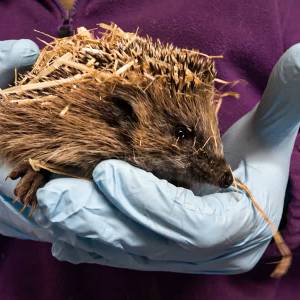 Wildopvang Haaglanden kampt met egeloverschot: 'Maar we laten geen egel in de steek'