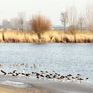 Twee van de drie meest vervuilde natuurgebieden liggen in Delfland