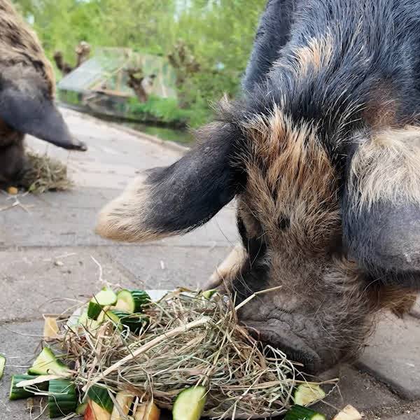 Kinderboerderij Tanthof viert feest met jarige tweelingvarkens
