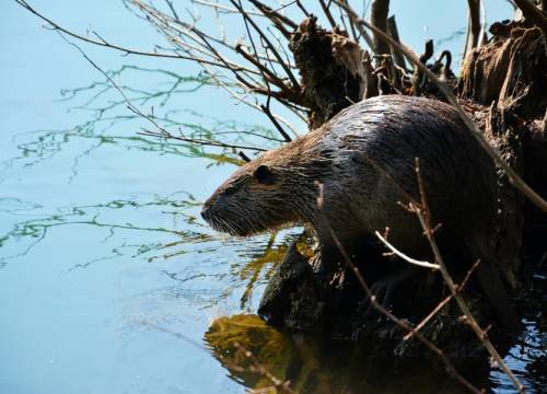 Bever duikt op in Schipluiden: ‘Echt bizar!’