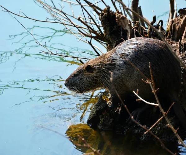 Bever duikt op in Schipluiden: ‘Echt bizar!’