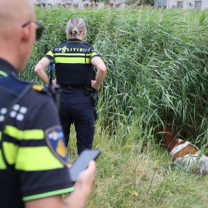 Wandelaar ontdekt koe in sloot Derde Wereldpad