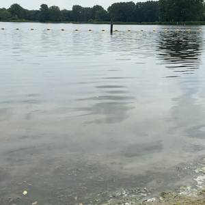 Delftenaren willen openluchtzwembad: ‘Delftse Hout zit ieder jaar vol met blauwalg’