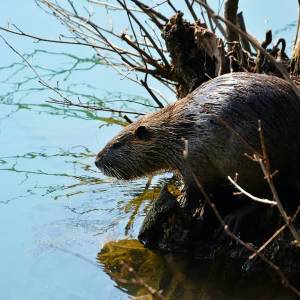 Bever duikt op in Schipluiden: ‘Echt bizar!’