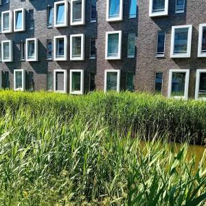 Het maaibeleid van Delft: een verkeersveilige hanenkam