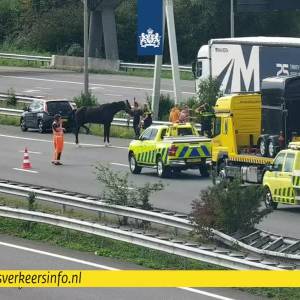 Paard ontsnapt uit trailer op A4, leidt tot stevige vertraging