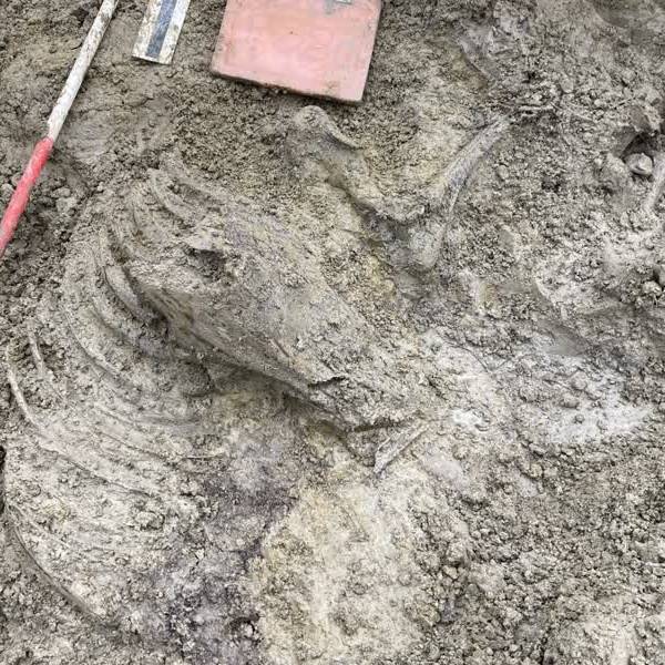 Middeleeuws paardengraf gevonden op plek van nieuw schoolgebouw