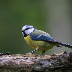 Vogelwacht Delft zoekt vogeltellers