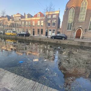 Dode en gewonde eenden na vervuilde Delftse grachten, gemeente ontkent illegale olielozing