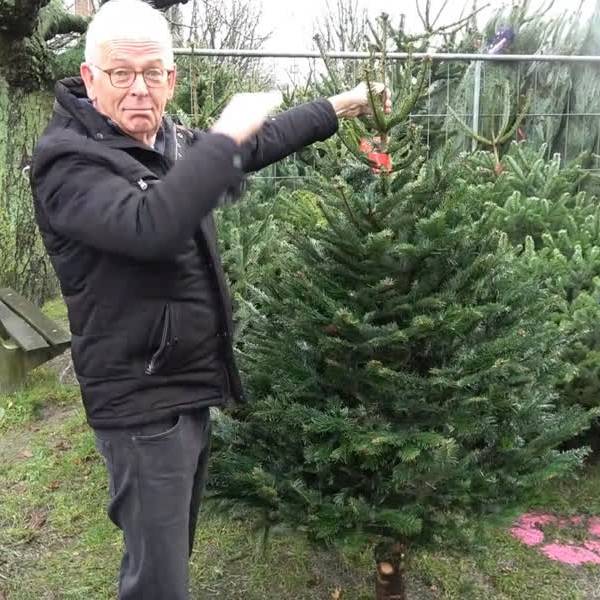 Tip: zo vertraag je uitdroging bij kerstboom