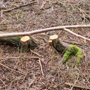 Veel onduidelijkheid rondom illegale kap Delfts ‘oerbos’